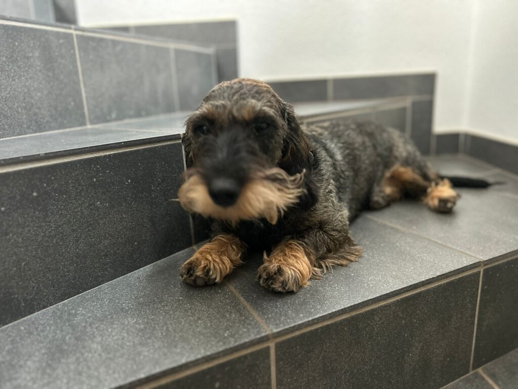 Pit Winandy Welpengrüße - Von Hufnagel Von Hufnagel